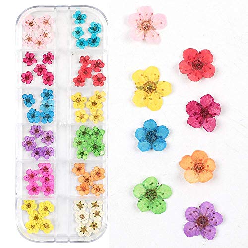 Valuu 3D 3D פרחים מיובשים מדבקת ， 60 חמש פרח עלי כותרת 12 צבעים מדבקות ציפורניים פרח יבש טבעי טבע